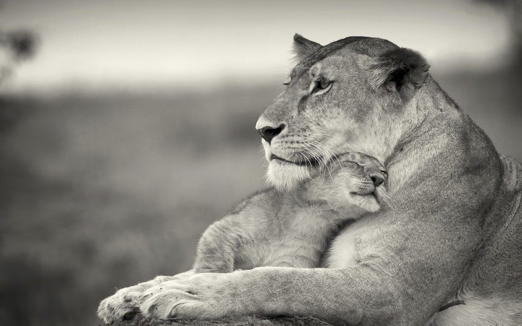 Source: http://picpetz.com/2012/03/15/wallpaper-lion-family-love/